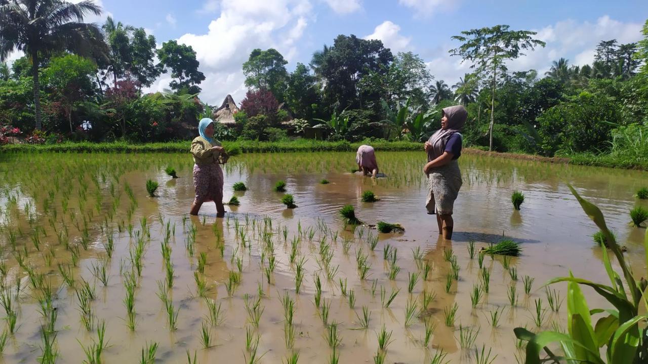 Jaya Homestay Tetebatu Exteriér fotografie